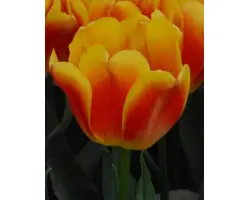 Cancun / Канкан