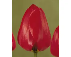 Come-Back / Ком-Бэк