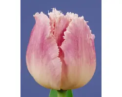 Dallas / Даллас