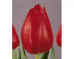 Dick Passchier / Дик Пассчиэр