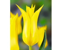 Flashback / Флашбэк