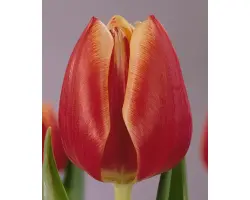 Flower Princess / Фловэр Принцэсс