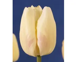 Gander's Ouverture / Гандэр'с Оувэртурэ