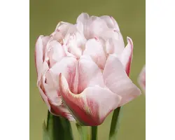 Gerbrand Kieft / Гэрбранд Киэфт