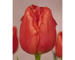 Hellas / Hэллас