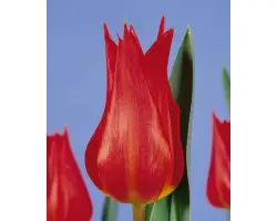 Jane Packer / Янэ Пацкэр