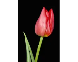 Lily Jumbo / Лиль Юмбо