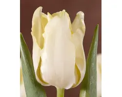 Mont Ventoux / Монт Вэнтоуx