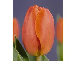 Northgo / Нортhго