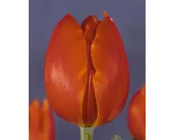 Orange Surprise / Орангэ Сурприсэ