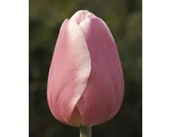 Pandion / Пандион