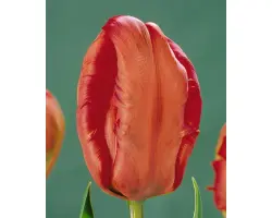 Phoenix Memory / Пhоэниx Мэморь