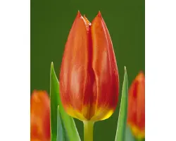 Royal Dutch / Роьал Дутч