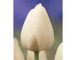 Snowflake / Сноwфлакэ