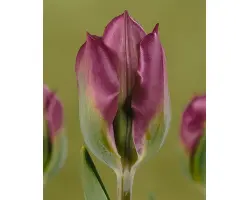 Violet Bird / Виолэт Бирд