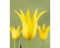 West Point / Wэст Поинт