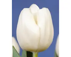 White Ideal / Whитэ Идэал