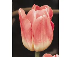 Yvonne van Gennip / Ьвоннэ ван Гэннип