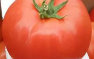 Ивет F1 / Ivet F1