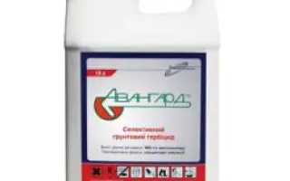 Авангард