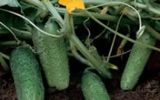 Компонист РЦ F1 / Componist RZ F1