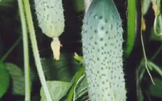 Вокал РЦ F1 / Vokal RZ F1