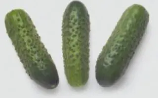 Соната РЦ F1 / Sonate RZ F1