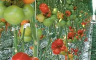 Камри РЦ F1 / Camry RZ F1