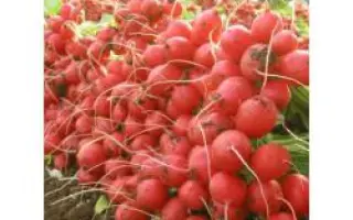 Селеста F1 / Selesta F1 / Celesta F1