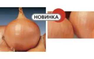 Хилтон F1 / Hilton F1