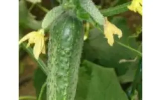 Эксельсиор F1 / Excelsior F1