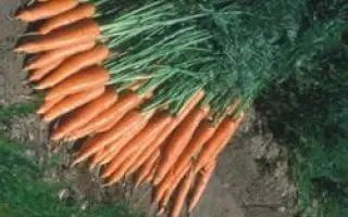 Каротан РЦ / Karotan RZ