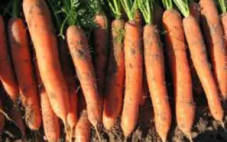 Зетор РЦ F1 / Zetor RZ F1