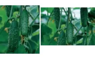 Офикс F1 / Ophics F1