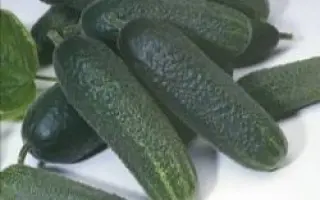 Монреаль F1 / Monreal F1