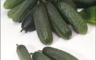 Детройт F1 / Detroit F1