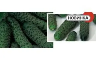 Пасадоро F1 / Pasadoro F1