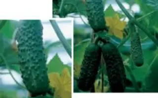 Пасадена F1 / Pasadena F1