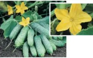 Пасамонте F1 / Pasamonte F1