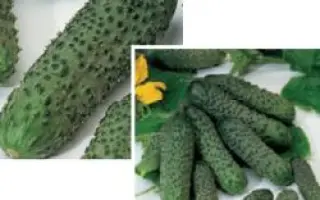 Пасалимо F1 / Pasalimo F1