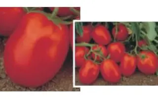 Чибли F1 / Chibli F1