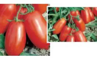 Улиссе F1 / Ulisse F1