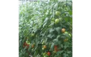 Силует F1 / Siluet F1