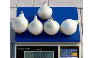 Толука F1 / Toluca F1