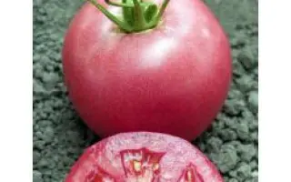 Пинк Уникум F1 / Pink Unicum F1