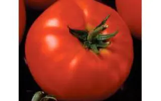 Президент II F1 / President II F1