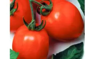 Дуал Эрли F1 / Dual Early F1