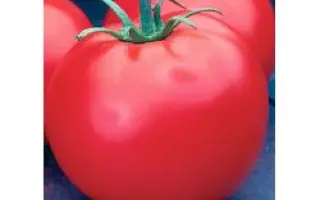 Селебрити F1 / Celebrity F1