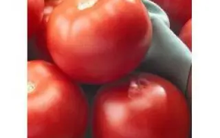 Флорида 47 F1 / Florida 47 F1