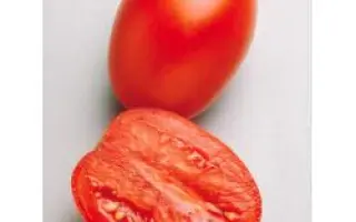 Гваделетте 312 F1 / Guadelette 312 F1